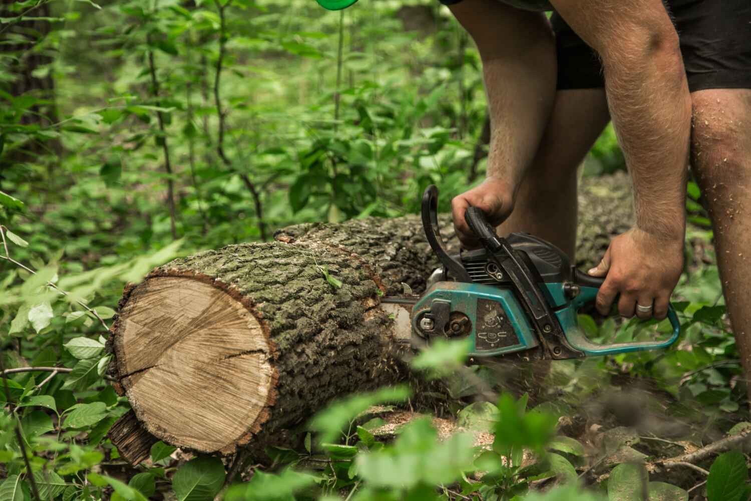 Emergency Storm Tree Removal in Quinlan, TX